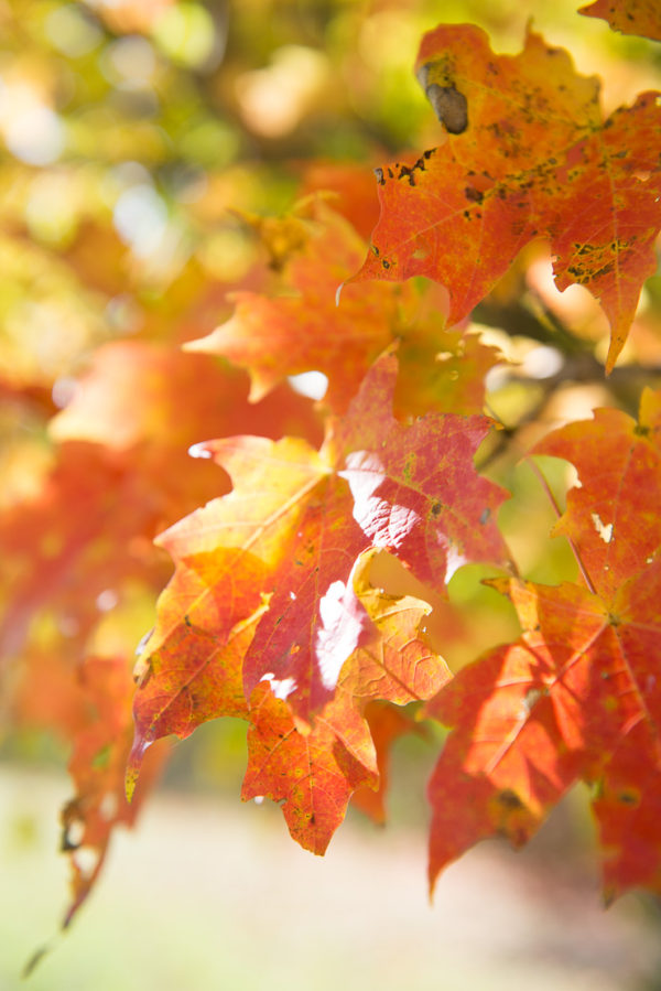 The Perfect Fall Outing: Storm King Art Center – Storied and Styled
