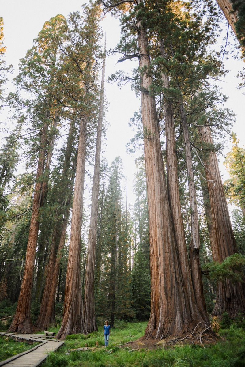 Exploring Sequoia National Park
