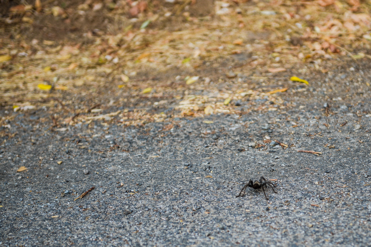 Spider spotted at Sequoia National Park