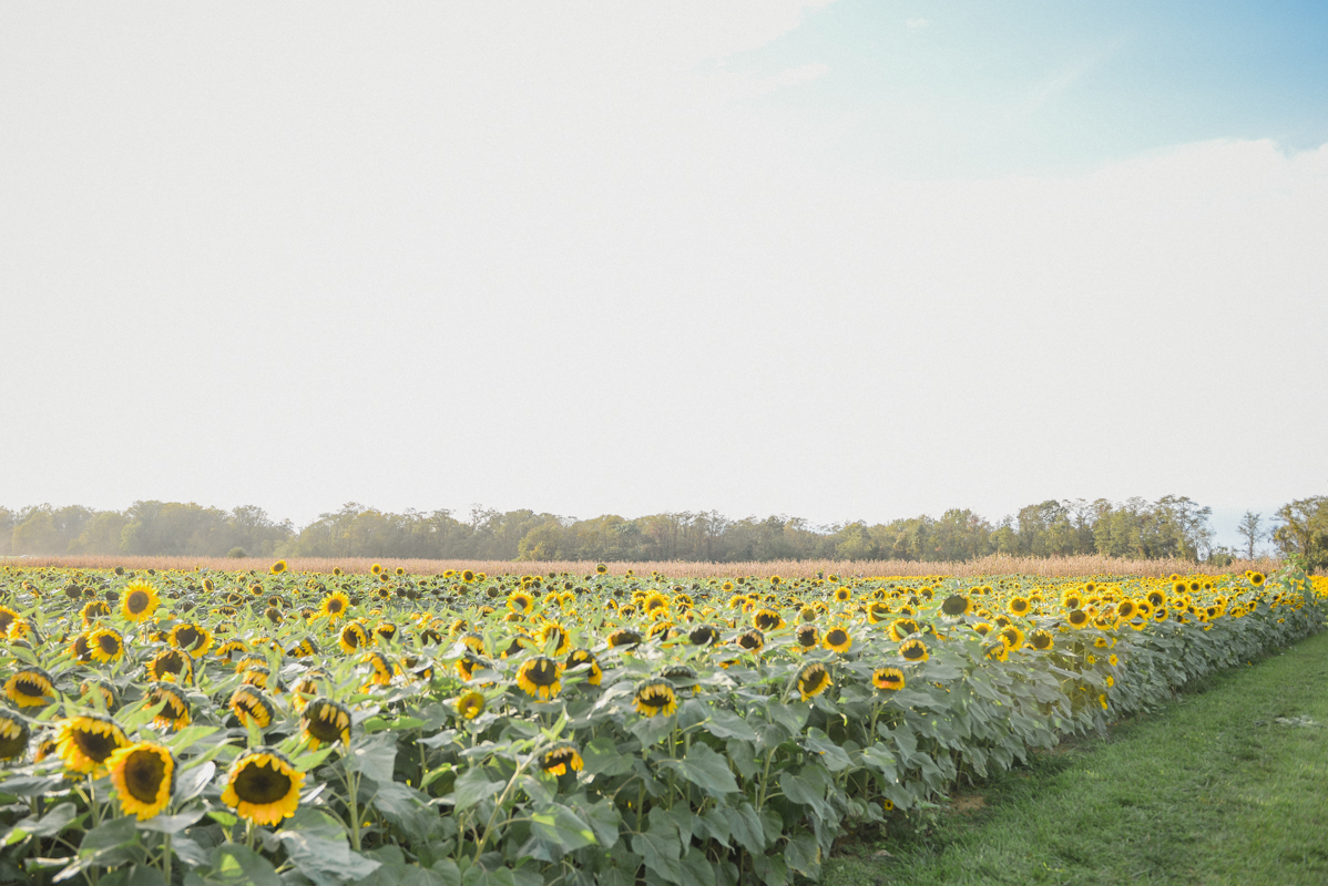 Sunflower Field Near NYC